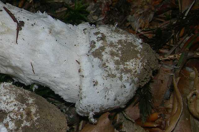 Amanita eliae    Qulet